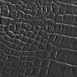 Grey Alligator 50